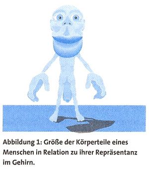 Größe der Körperteile eines Menschen in Relation zu ihrer Repräsentanz im Gehirn